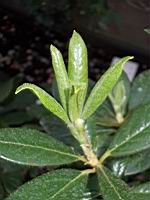 Rhododendron Dendricola (fam. Ericacees) (Myanmar, Inde, Chine) (Photo F. Mrugala, Lyon, Parc de la tete d'or) (7)